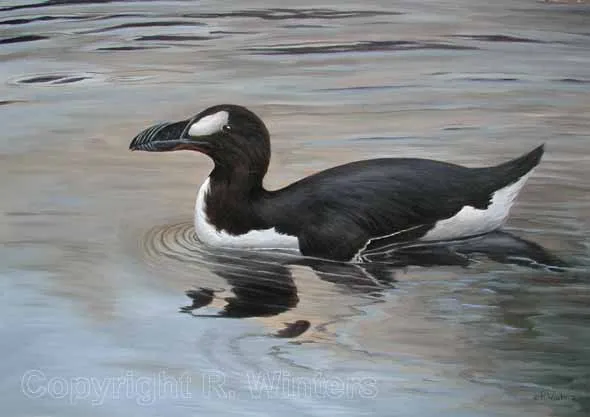 The Great Auk