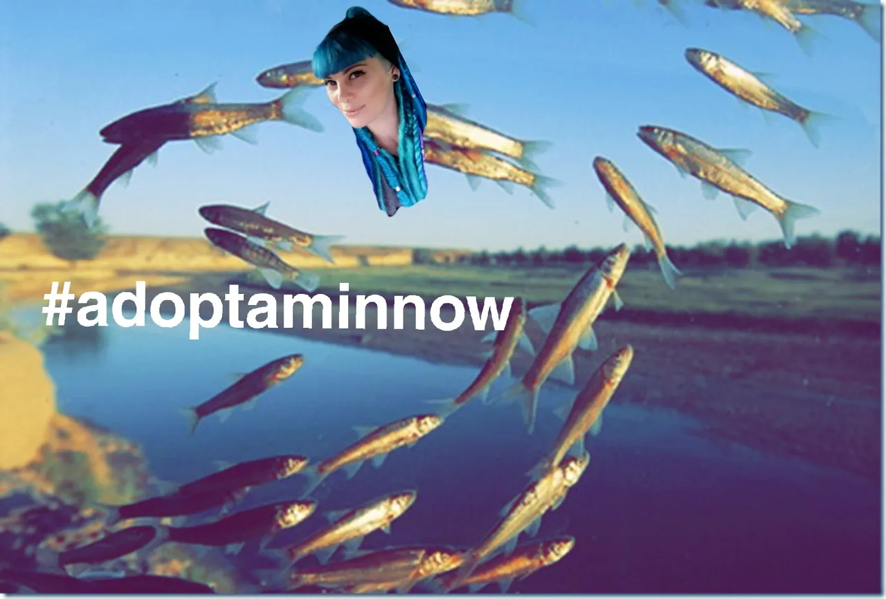 adoptaminnow