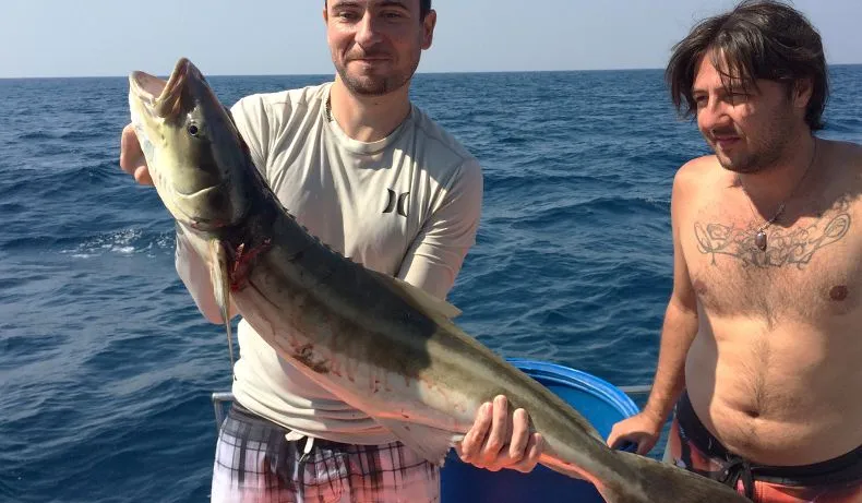 cobia.jpg