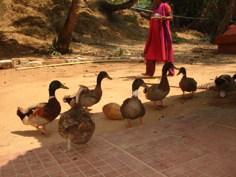 ducks.jpg