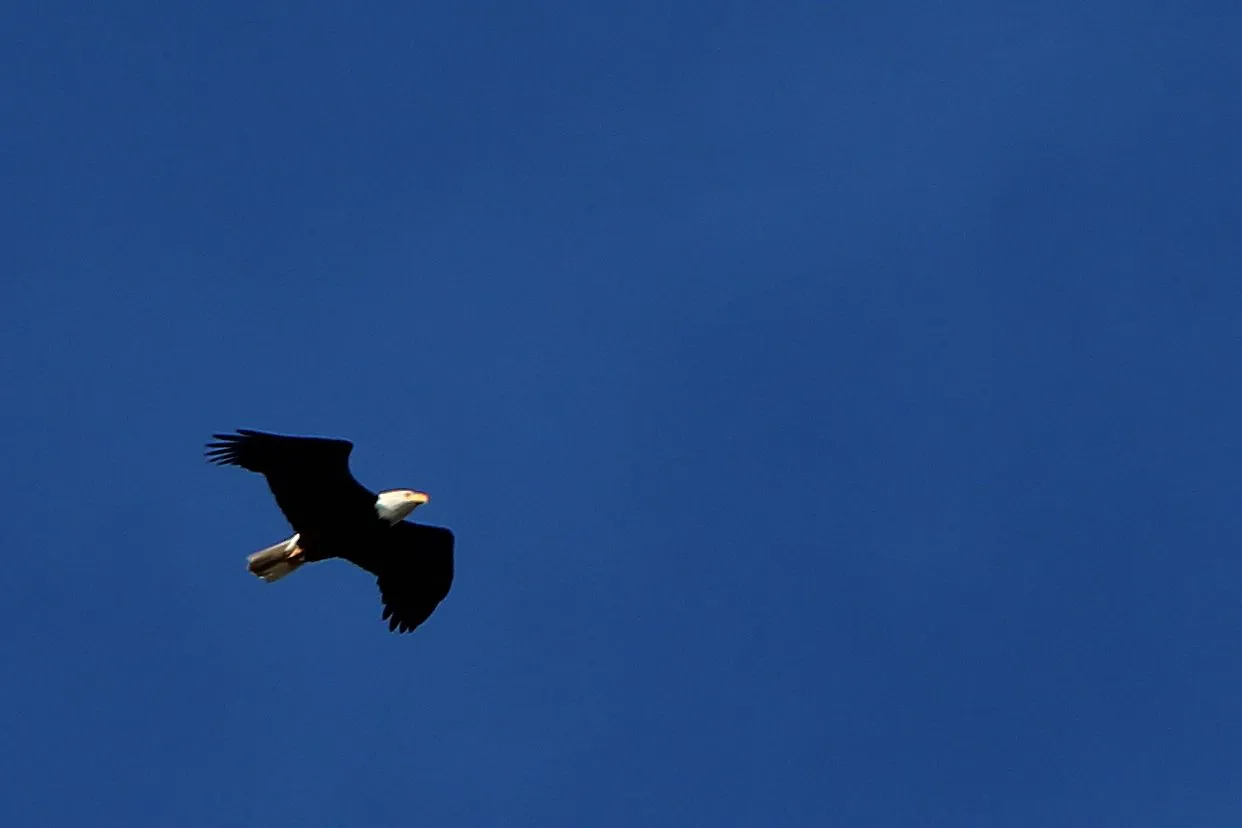 eagle.jpg