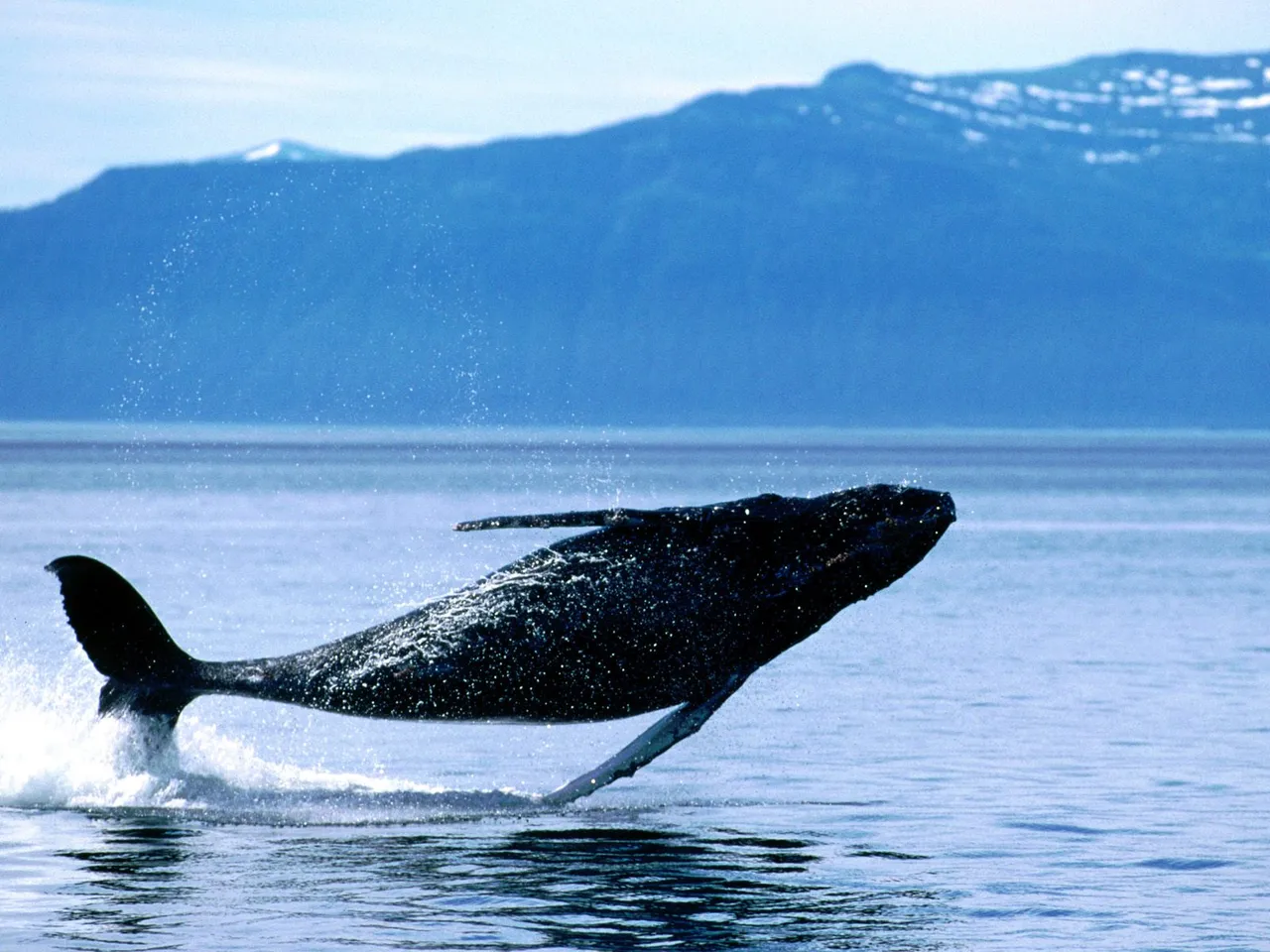 whale.jpg