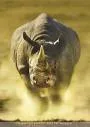 rhino.jpg