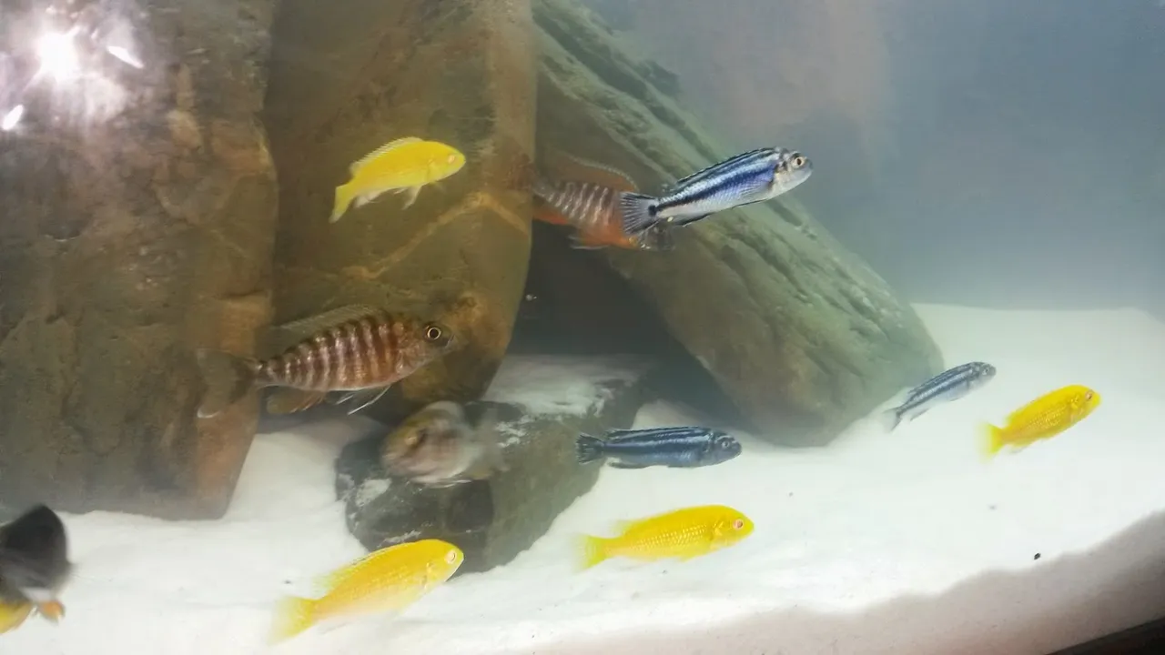 Blue3.jpg