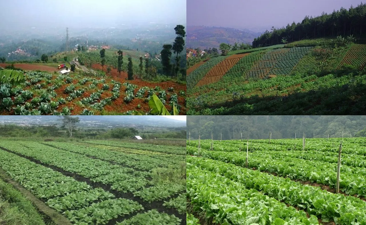 sayur.jpg