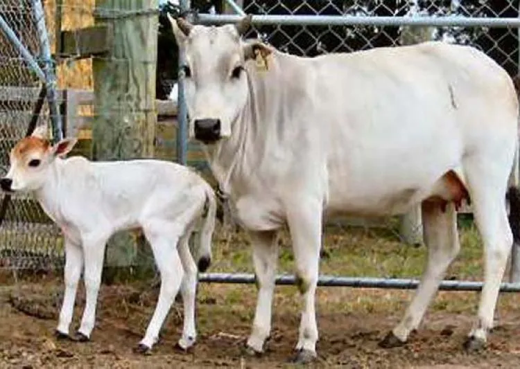 cow-1.jpg