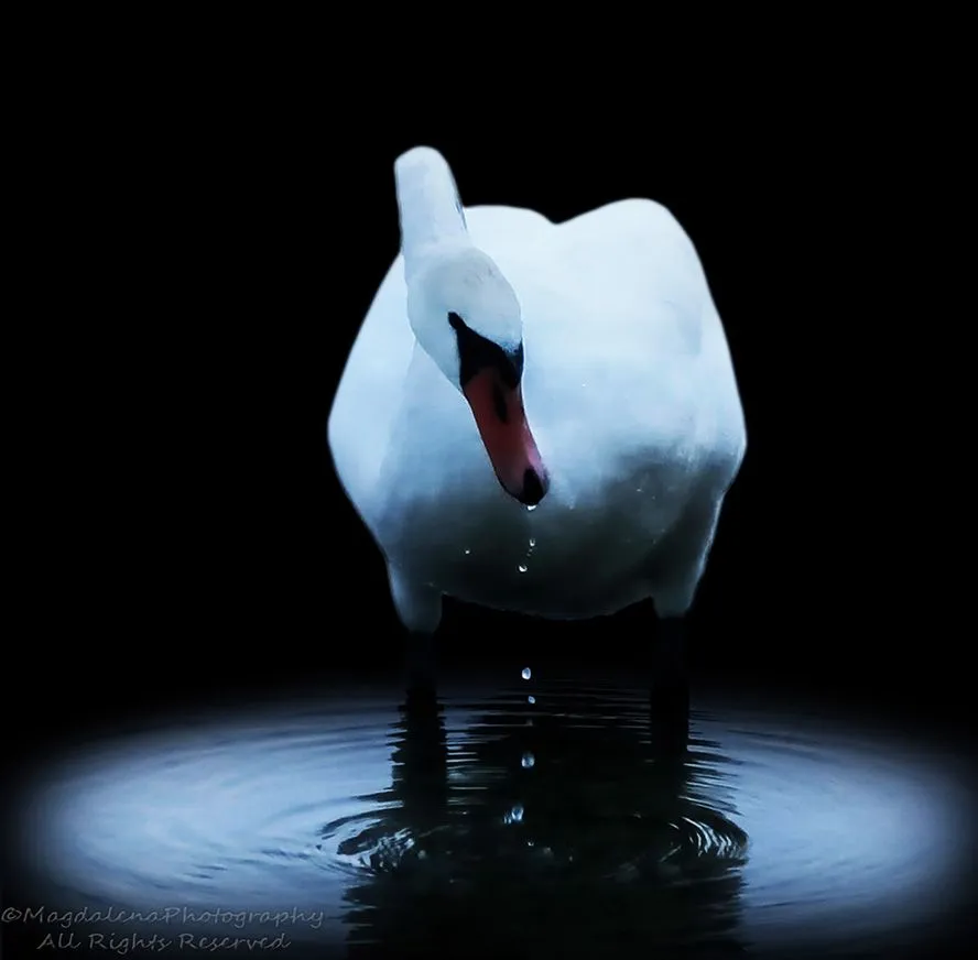 swan1.jpg