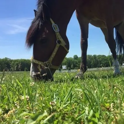 horse.jpg