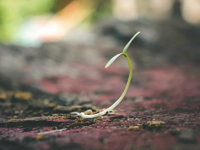 plant.jpg