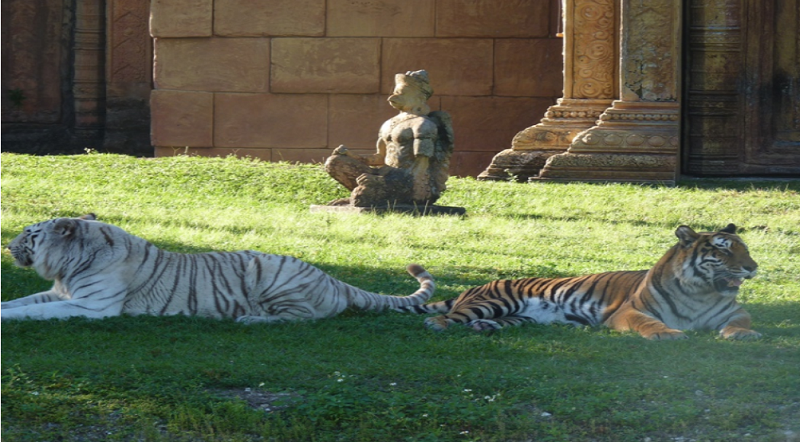 tigre.png