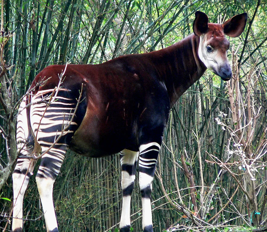 Okapi.jpg