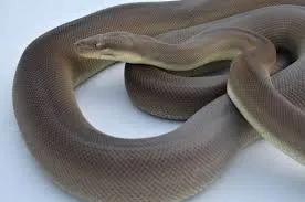 snake.jpg