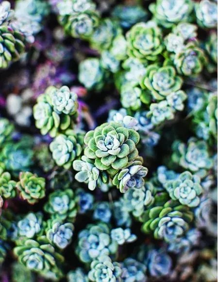 Sedum.jpg