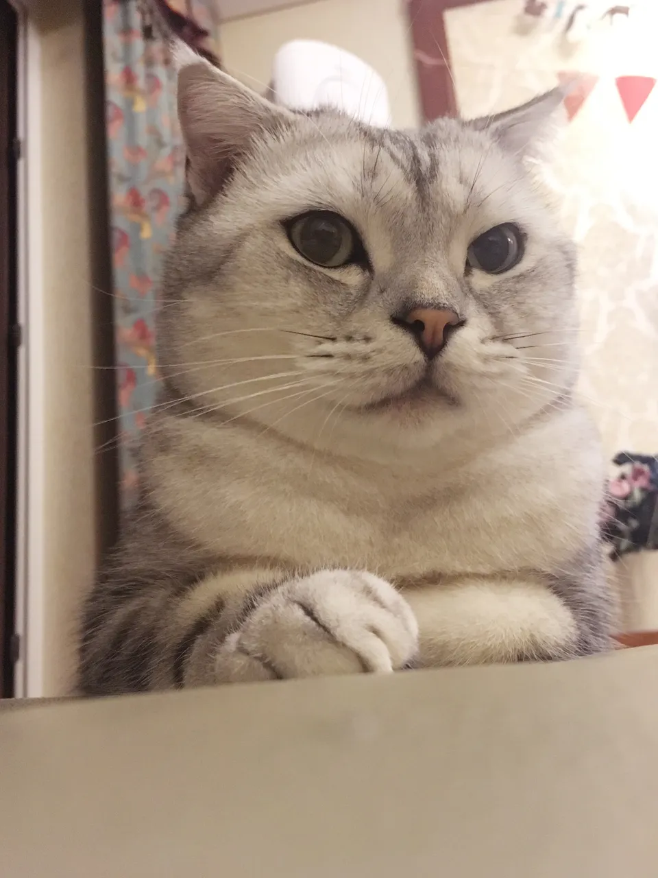 萌萌的巴依