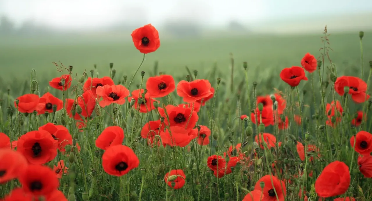 poppy.jpg