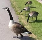 geese.jpg