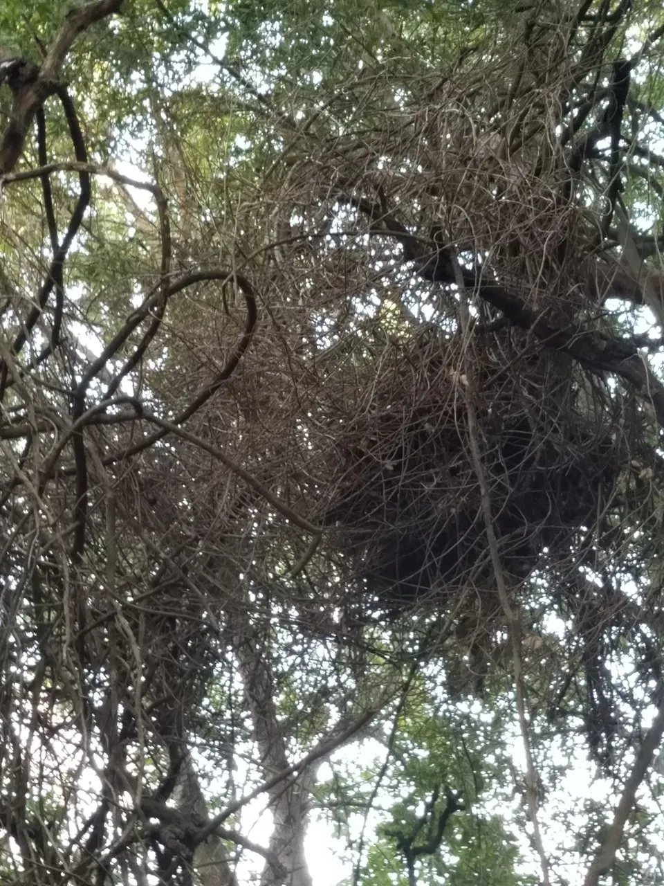 Nest3.jpg