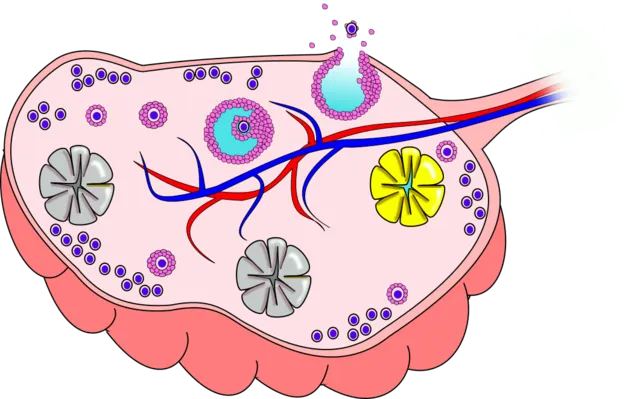 Ovary.png