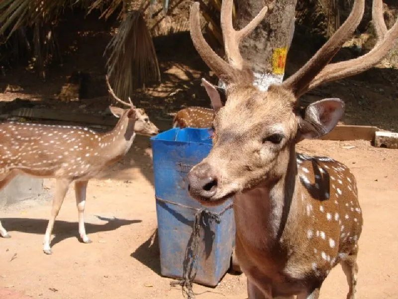 bambi.jpg