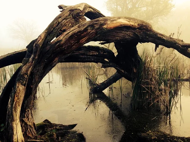 Swamp.jpg