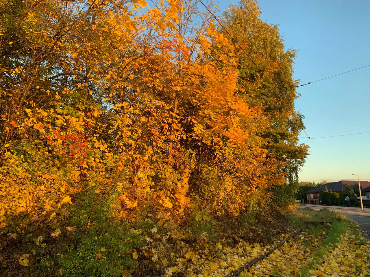 Colors of autumn in the morning light. Będzin, Poland