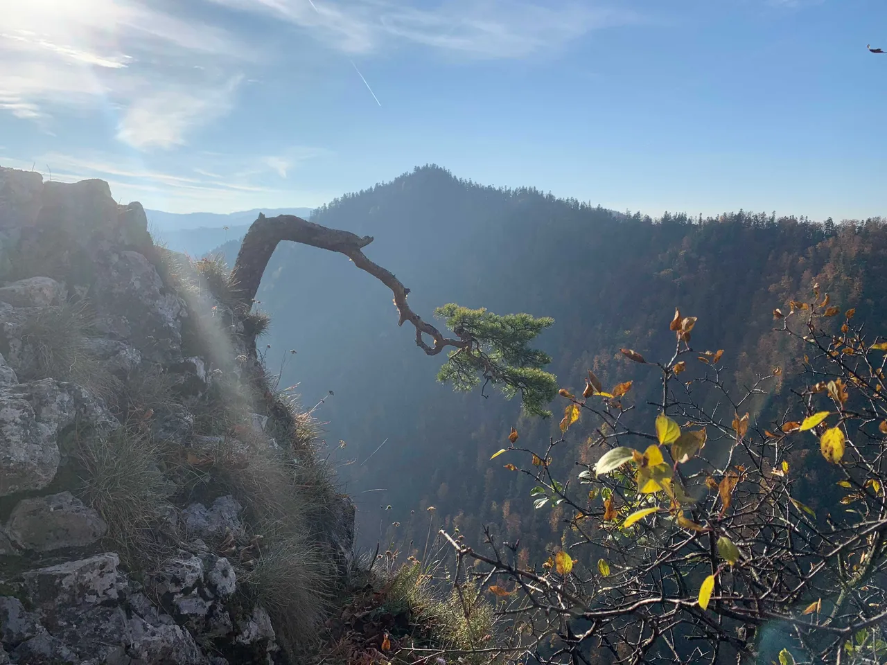 Relict pine on top of Mt Sokolica, Pieniny Mts, Poland