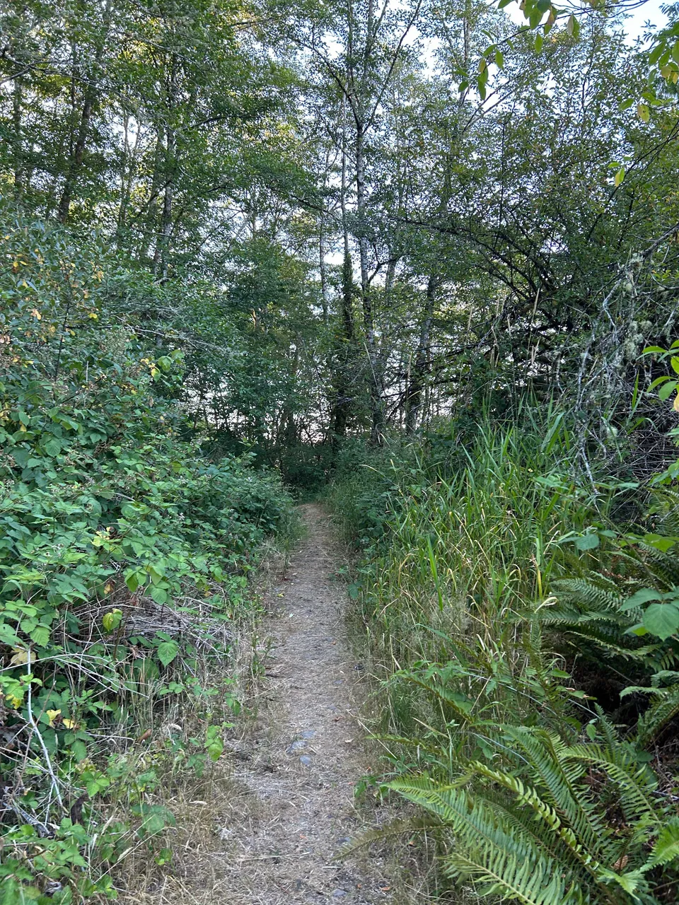 I saw Larry the Postman briefly running down this path in the woods.