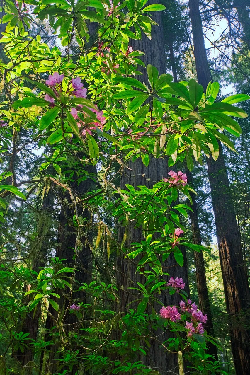 Blooming Rhododendron