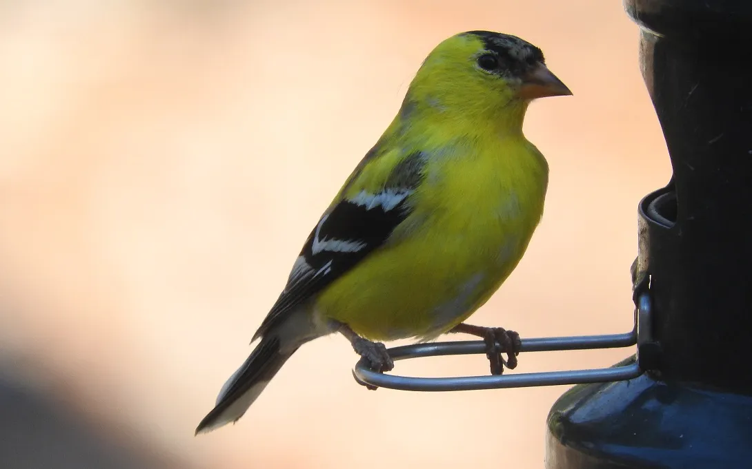 featuring Goldfinches