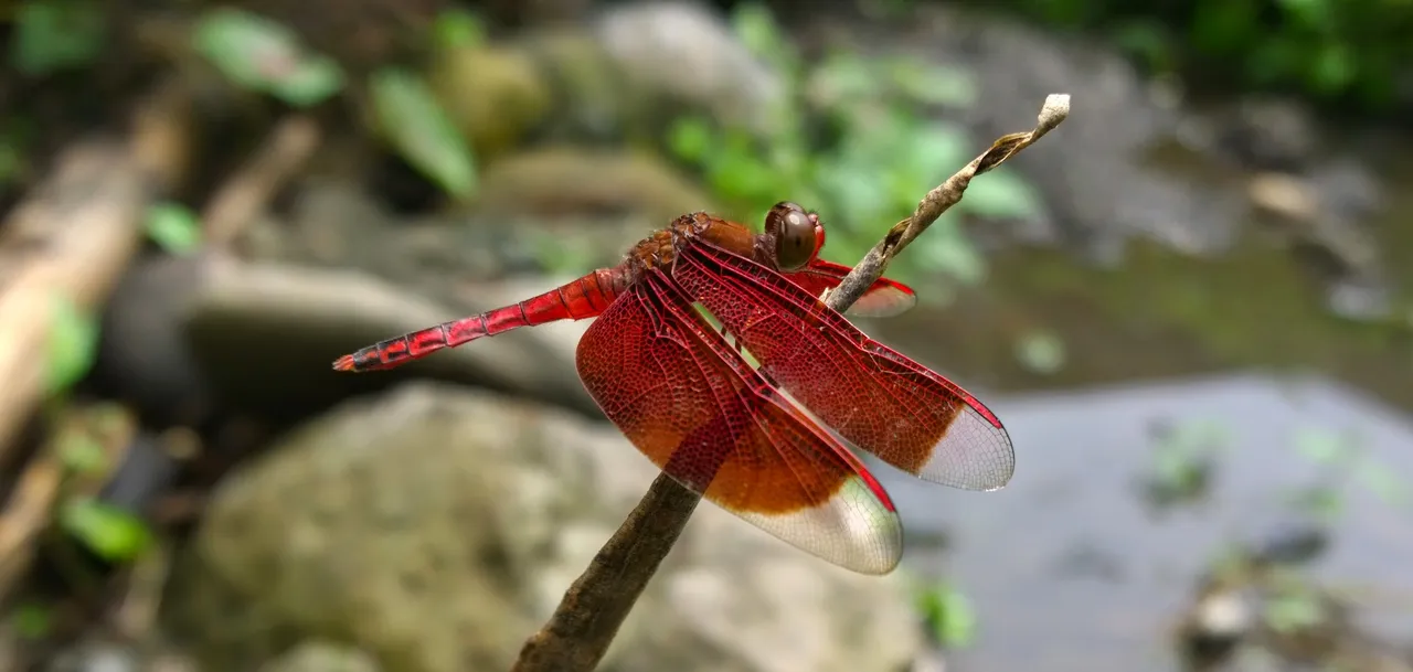 A red and dark-brown dragonfly waiting for much smaller insects for food.jpg