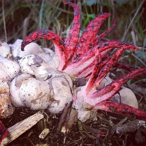 Clathrus archeri (Izar Gorri) por @gentleridevan.jpg(1).jpg