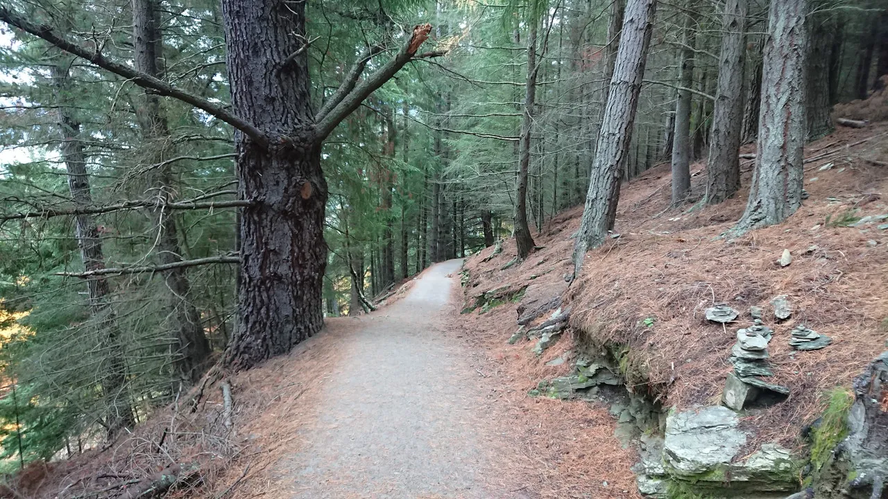 Walking through the forest...