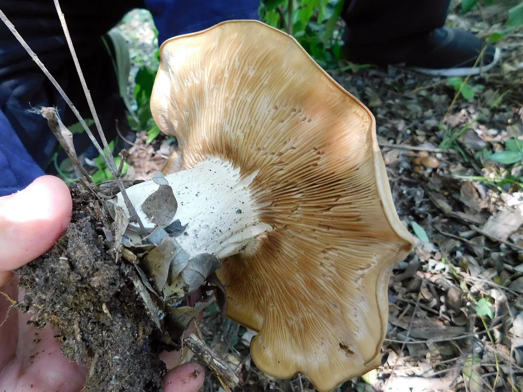 In the search for "FungiFriday" we found some beautiful Agrocybe [Esp/Eng].