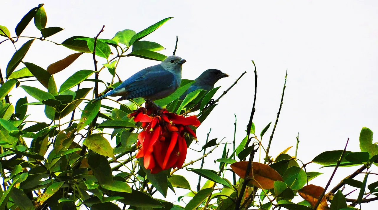 The pleasure of being accompanied (¨Birds of my city¨)