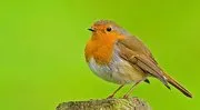 Image of Robin