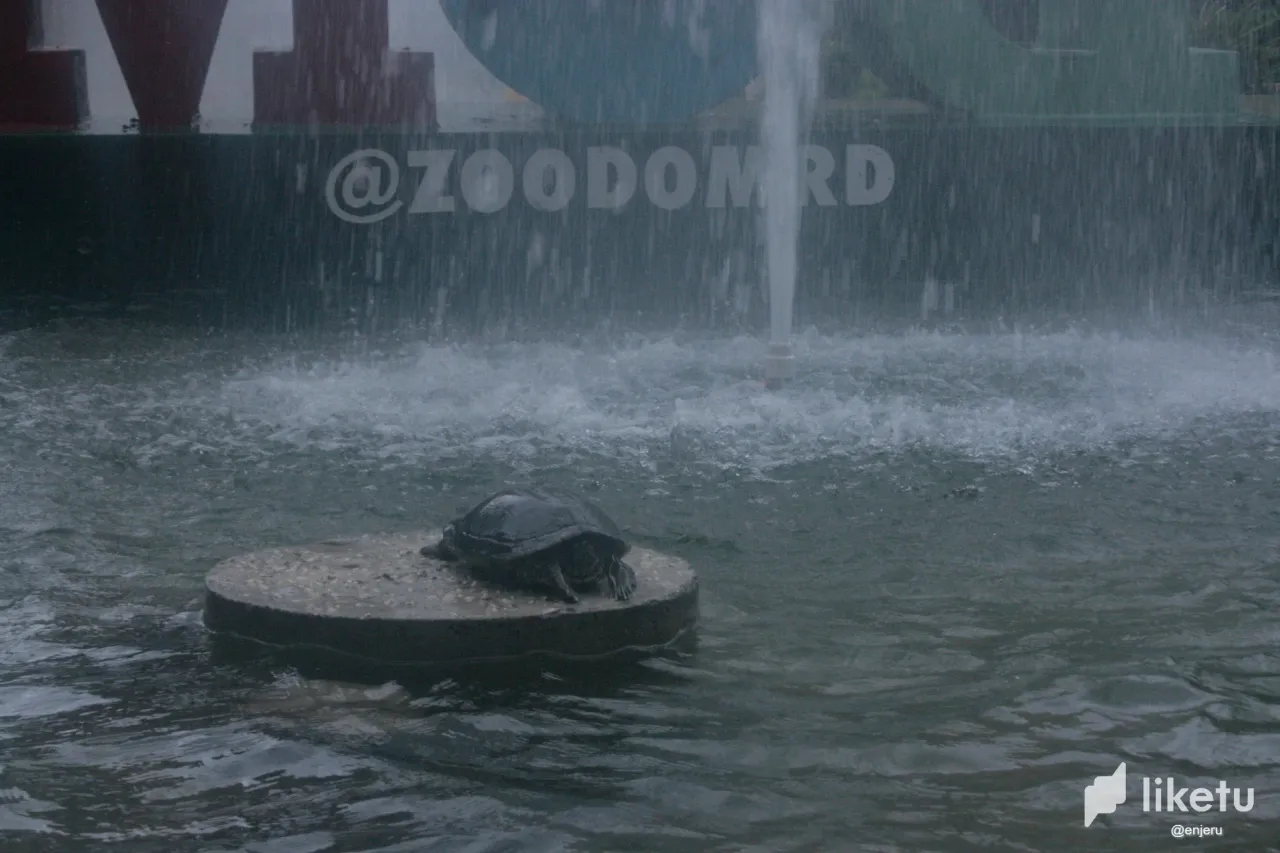 clr78kdyh005zulszg6n62vdp_tortuga_expresado.webp