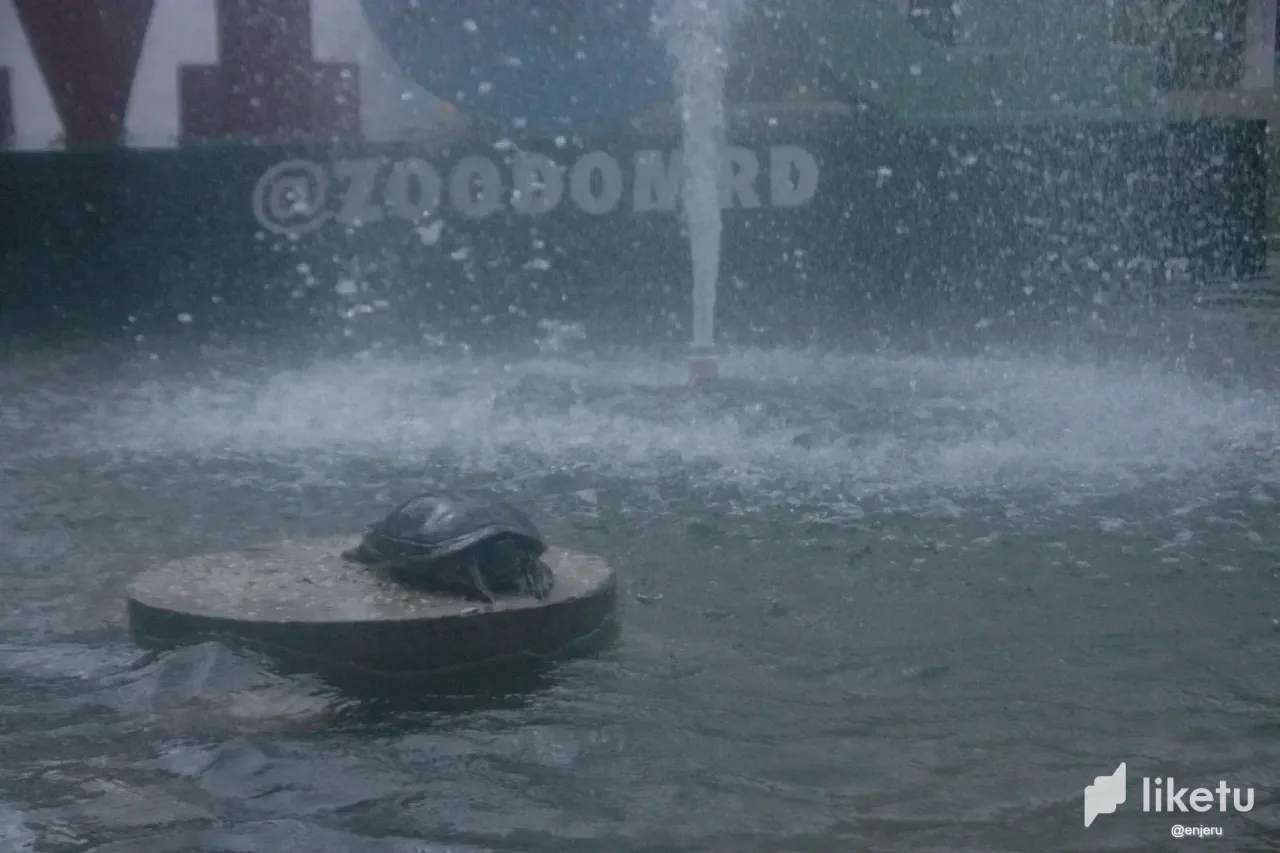 clrgy7ksw009bwjsz1pxybzo2_tortuga_congelado.webp