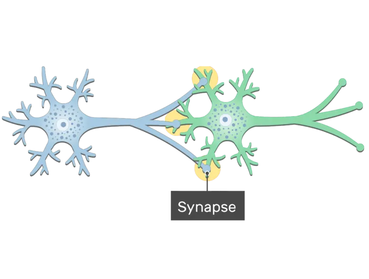 Synapse-General-Structure-of-a-Neuron-Synapse-726x550.png
