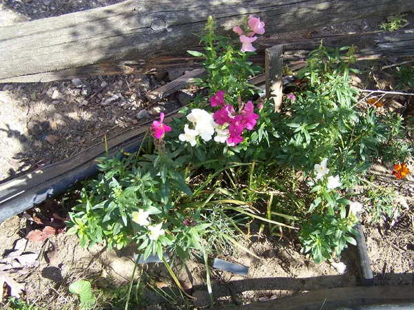 1st Fence - snapdragons crop October 2019.jpg