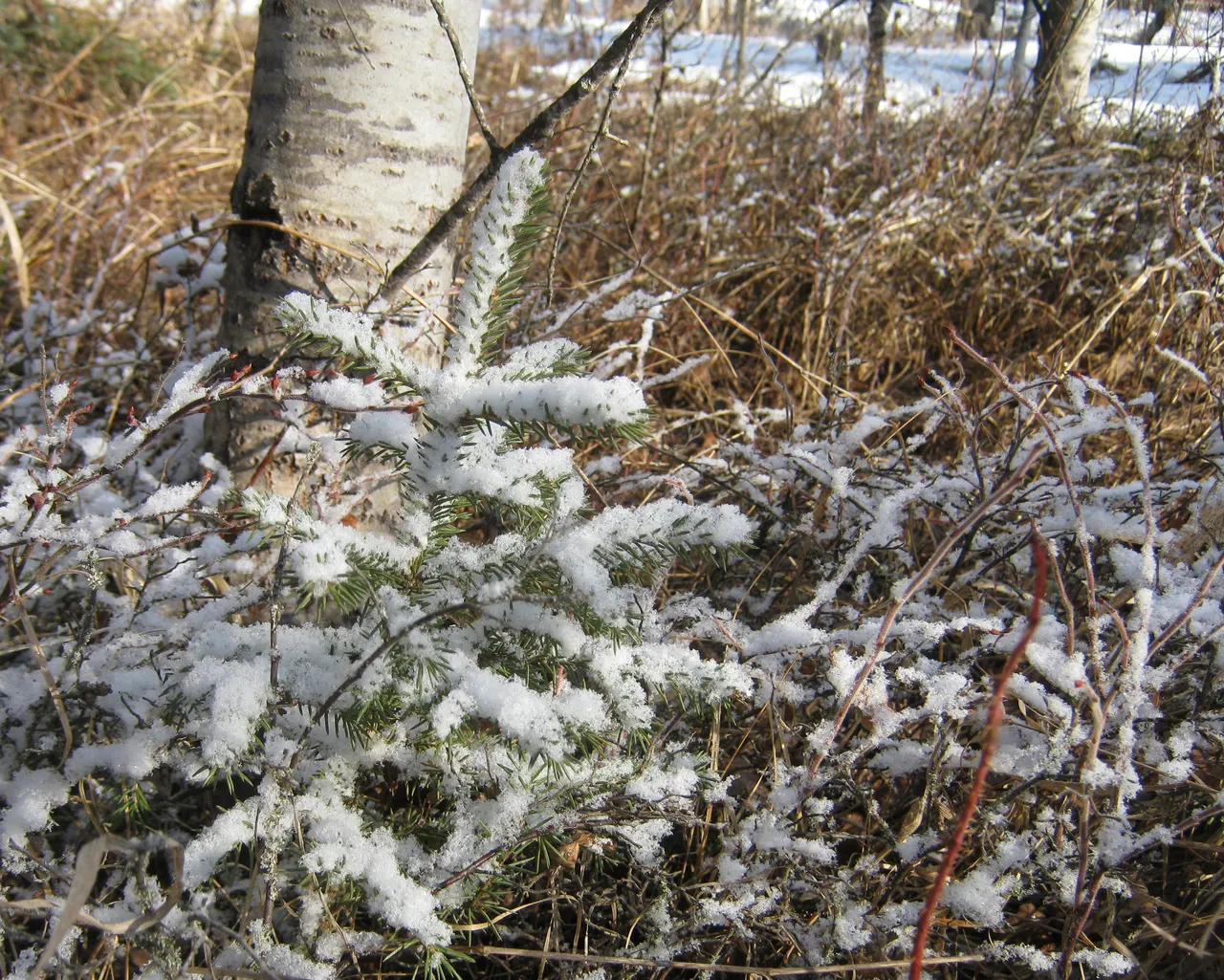 late snow on tiny spruce by poplar tree.JPG