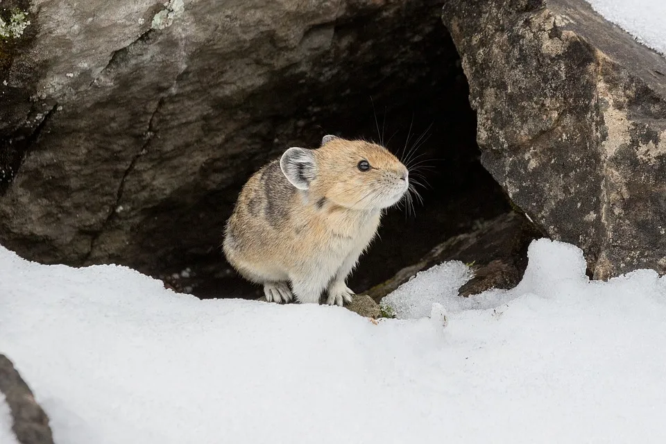 Animal-World-Nature-Animal-Rodent-Pika-Mammal-3723516.jpg