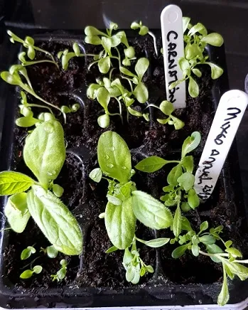 56913346_2412505435477096_5907795384721211392_n (1).jpg