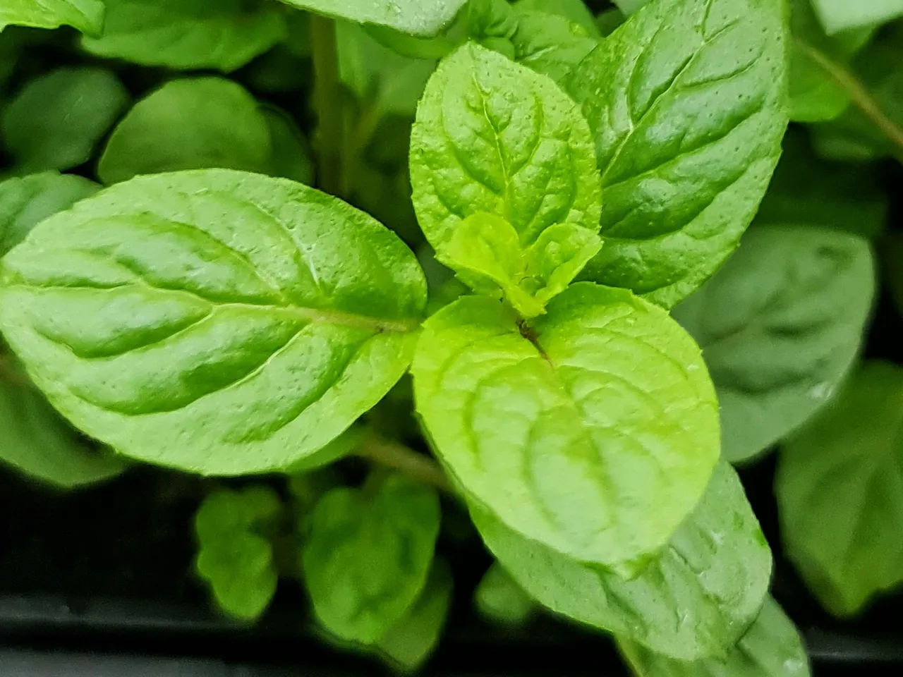 Peppermint has (generally) has rounder leaves