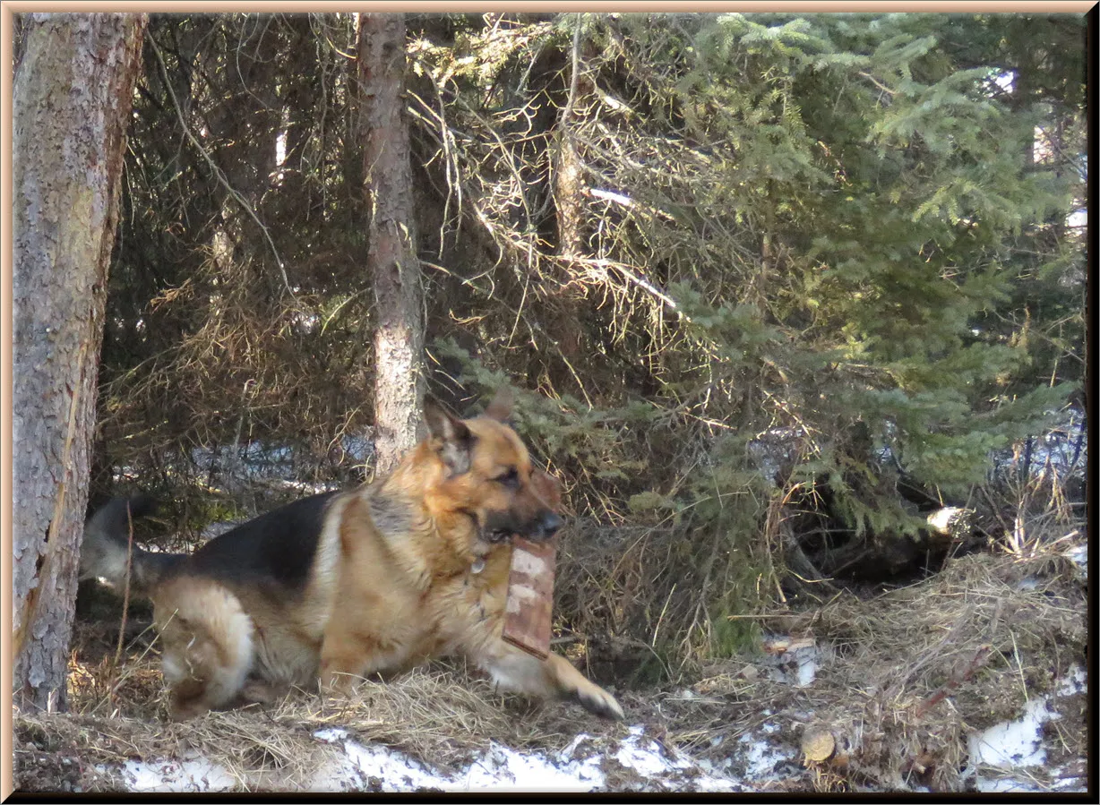 Bruno leaping out of bush over last of snow big stick in mouth.JPG