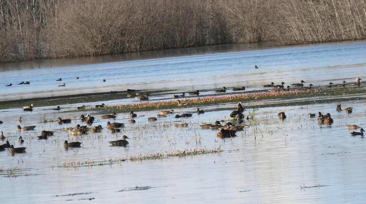 band of different ducks swimming around bar of pink water plants.JPG