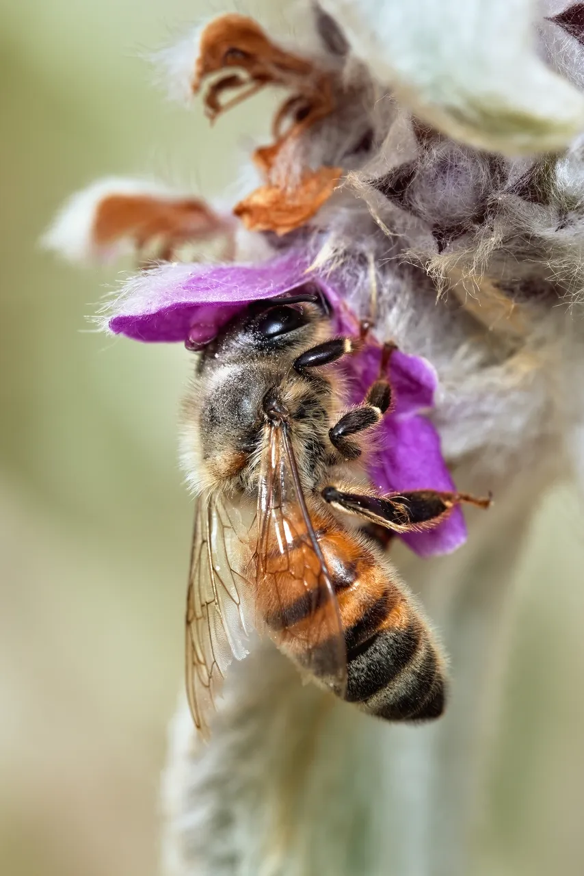 20201205 Bee on Lamb's-ear flower  HS Social.jpg