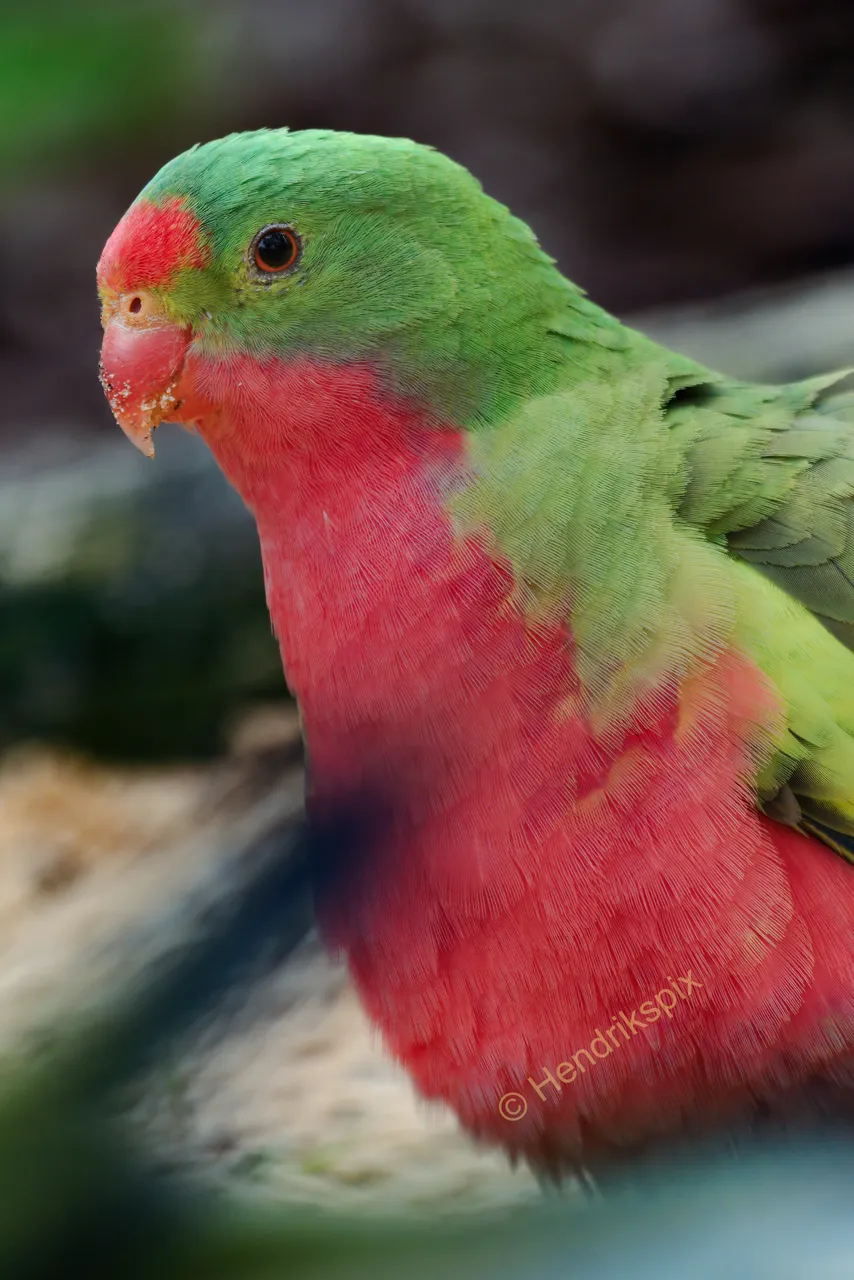 20200731 Regent Parrot Crossbreed 01 HS Social.jpg