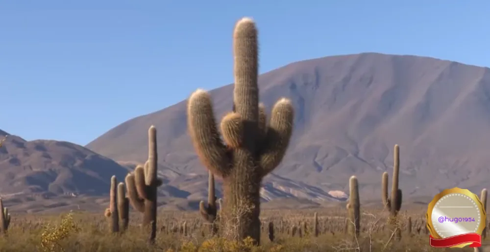 04.-The-National-Parks-of-Argentina-Los-Cardones-(Salta)-8.png