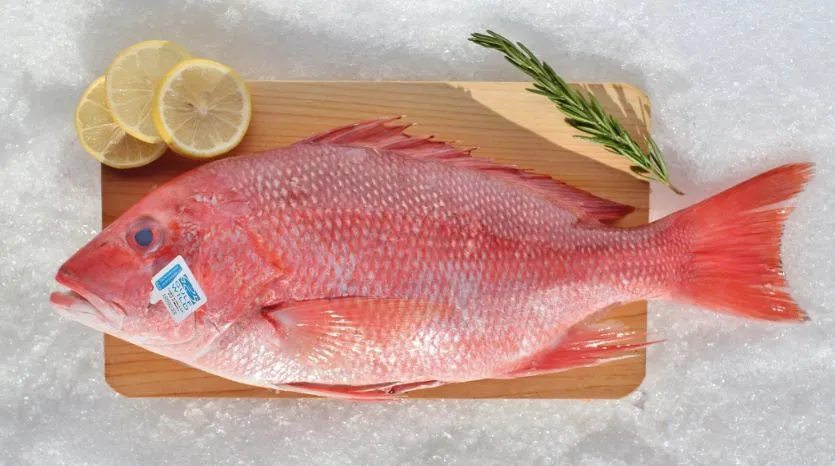 8 Benefits of eating red snapper for health.JPG