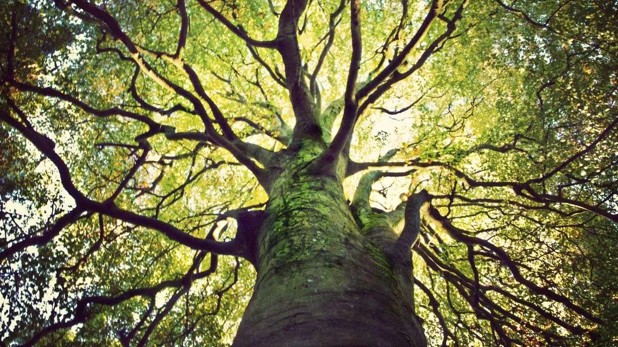 K2wzrPQ8-oldtree_catharinemacbride_gettyimagejpg-1210-680.jpg